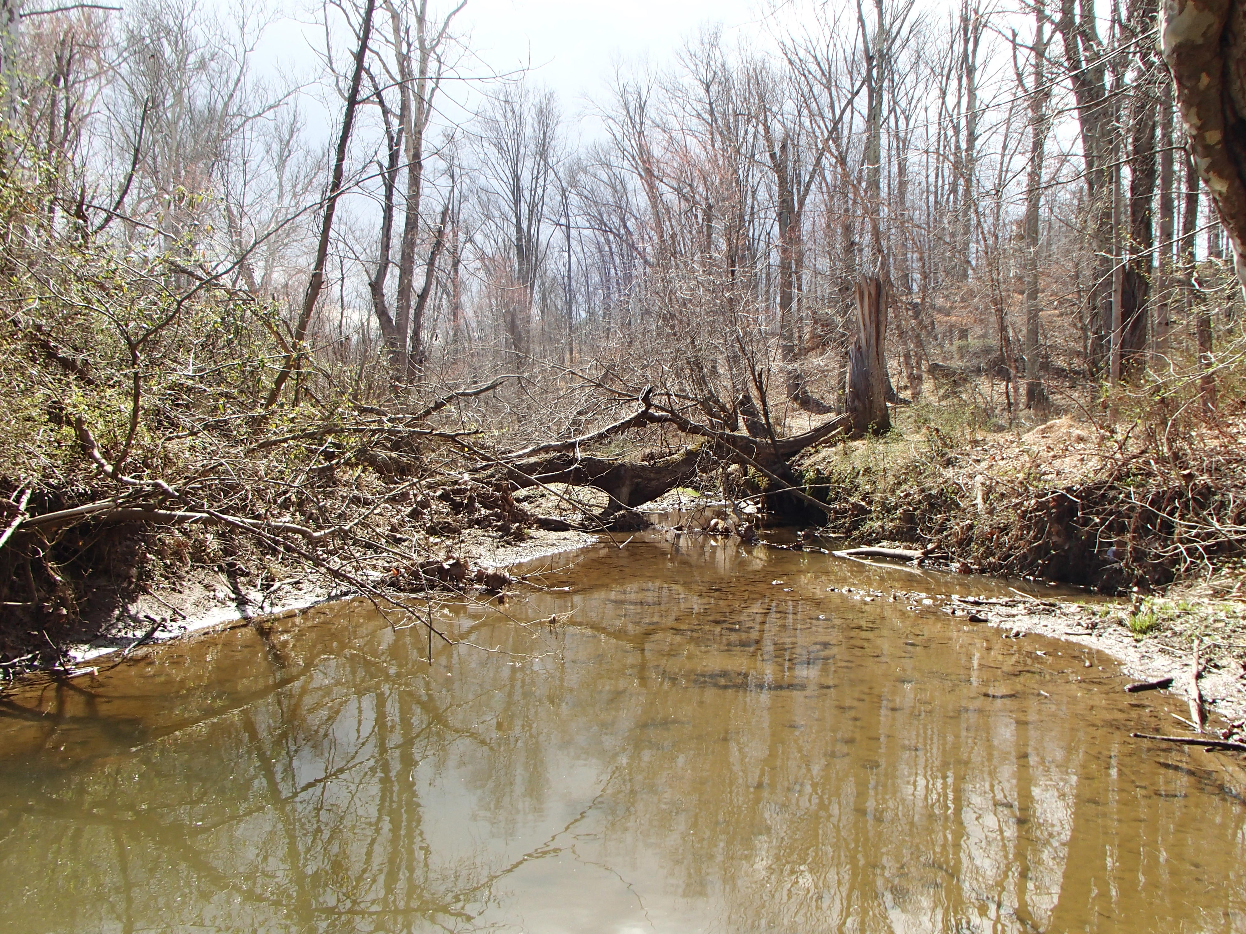 Field photo showing stream conditions at site PRMO-206-X-2016_Midpoint looking upstream